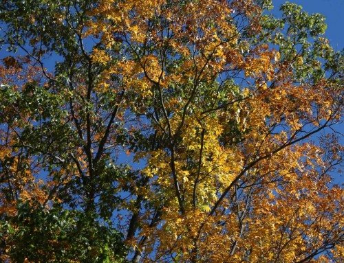 Early Autumn Tree